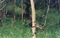 Wild turkeys photographed on Sec 36